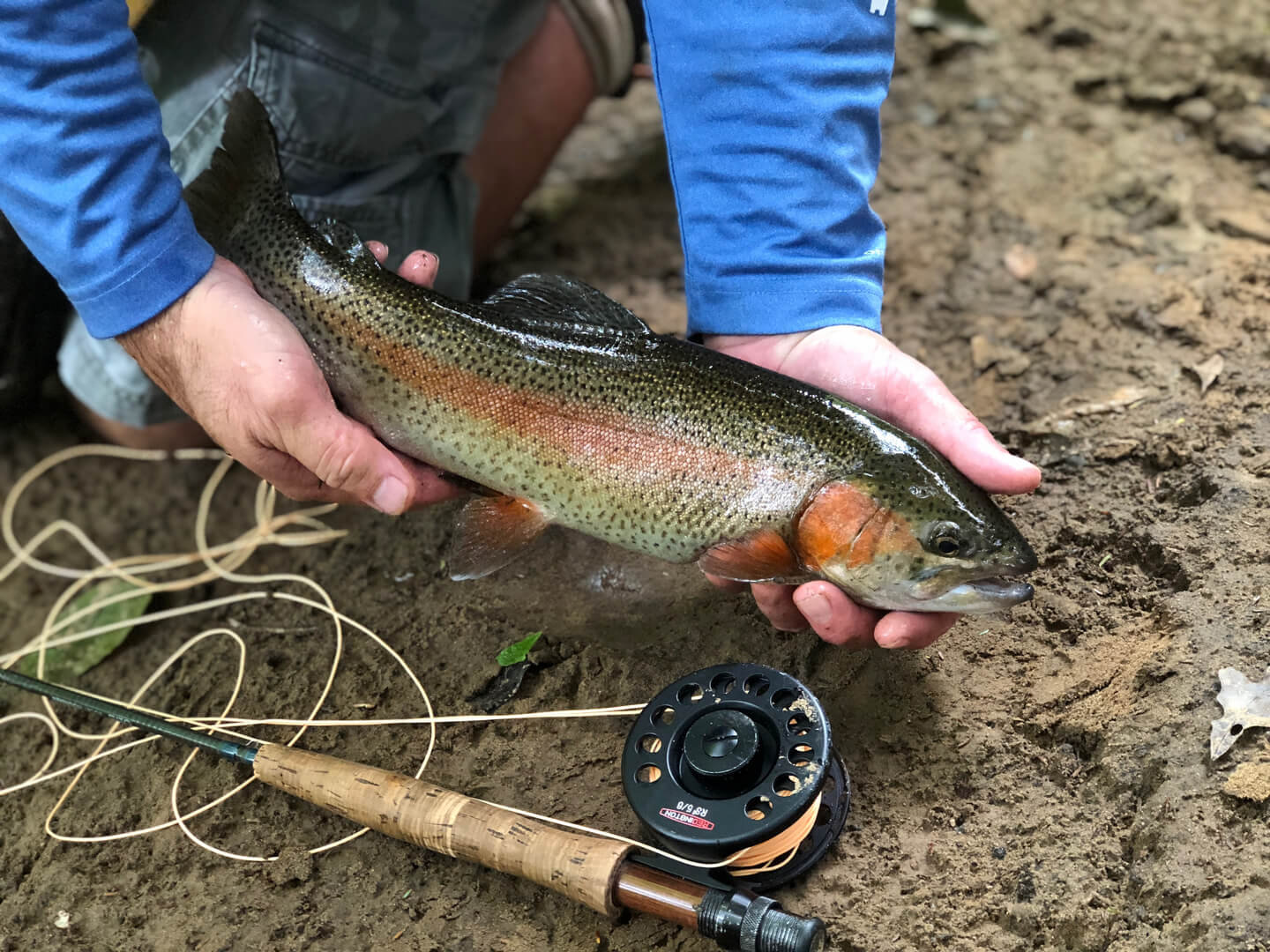A person holding a rainbow trout in their hands.