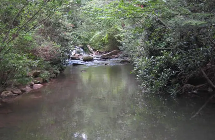 A river with trees and bushes in the background.
